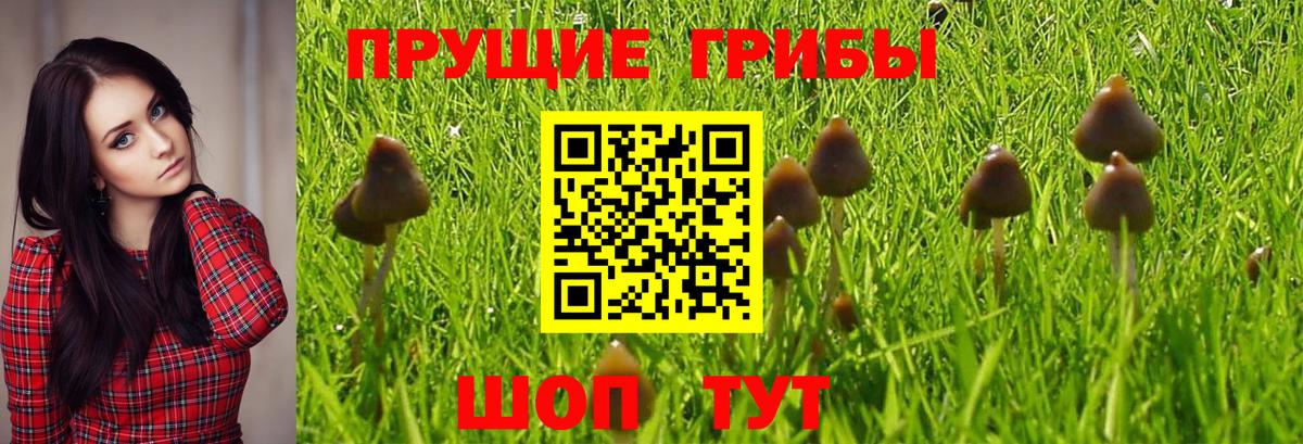 Псилоцибиновые грибы GOLDEN TEACHER Волгоград